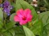 Mirabilis jalapa 